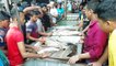 Wholesale Fish Market | Fish Sale Video | Fish Buyer & Seller | Fish Video | Fishing Video