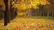 Falling Leaves Stock Footage - Autumn Leaves Falling From Tree - Free HD Videos - No Copyright