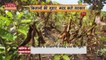 Madhya Pradesh News : भारी बारिश से Madhya Pradesh में फसलों को भारी नुकसान | MP Farmers |