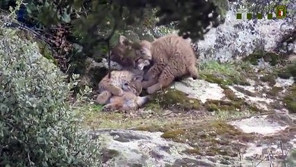 Linces de segunda generación