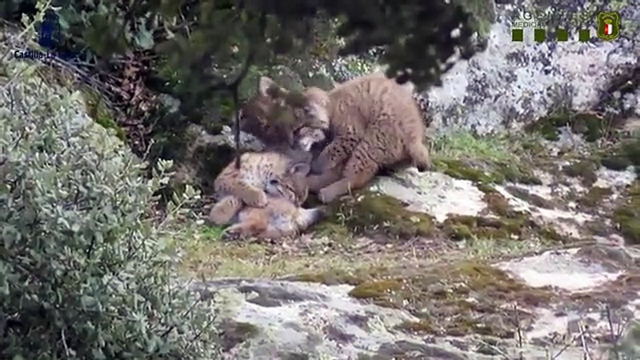 Linces de segunda generación
