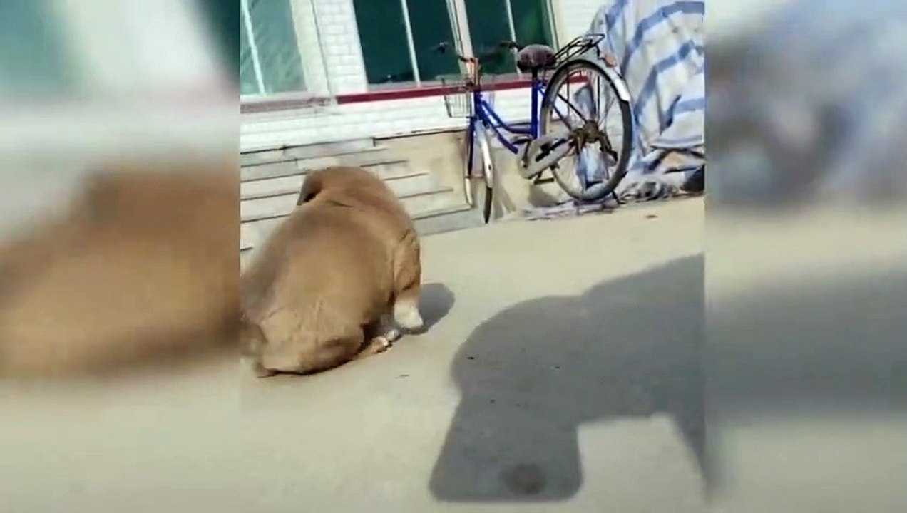 Cute Dog