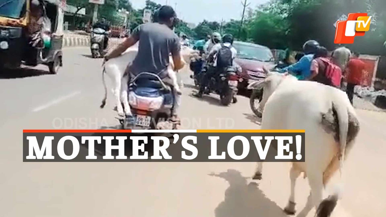 WATCH: Adorable Video Of Cow Not Letting Its Calf Go Out Of Sight