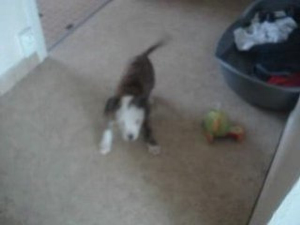 mon bouledogue américain roy 3 mois