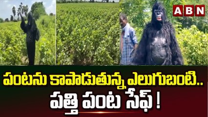 పంటను కాపాడుతున్న ఎలుగుబంటి .. పత్తి పంట సేఫ్ ! || Suryapet || ABN Telugu
