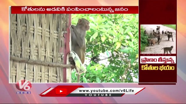 Monkeys Mob Wandering Creates Panic In Peddapalli Public | V6 News