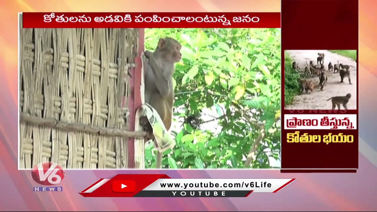 Monkeys Mob Wandering Creates Panic In Peddapalli Public  | V6 News