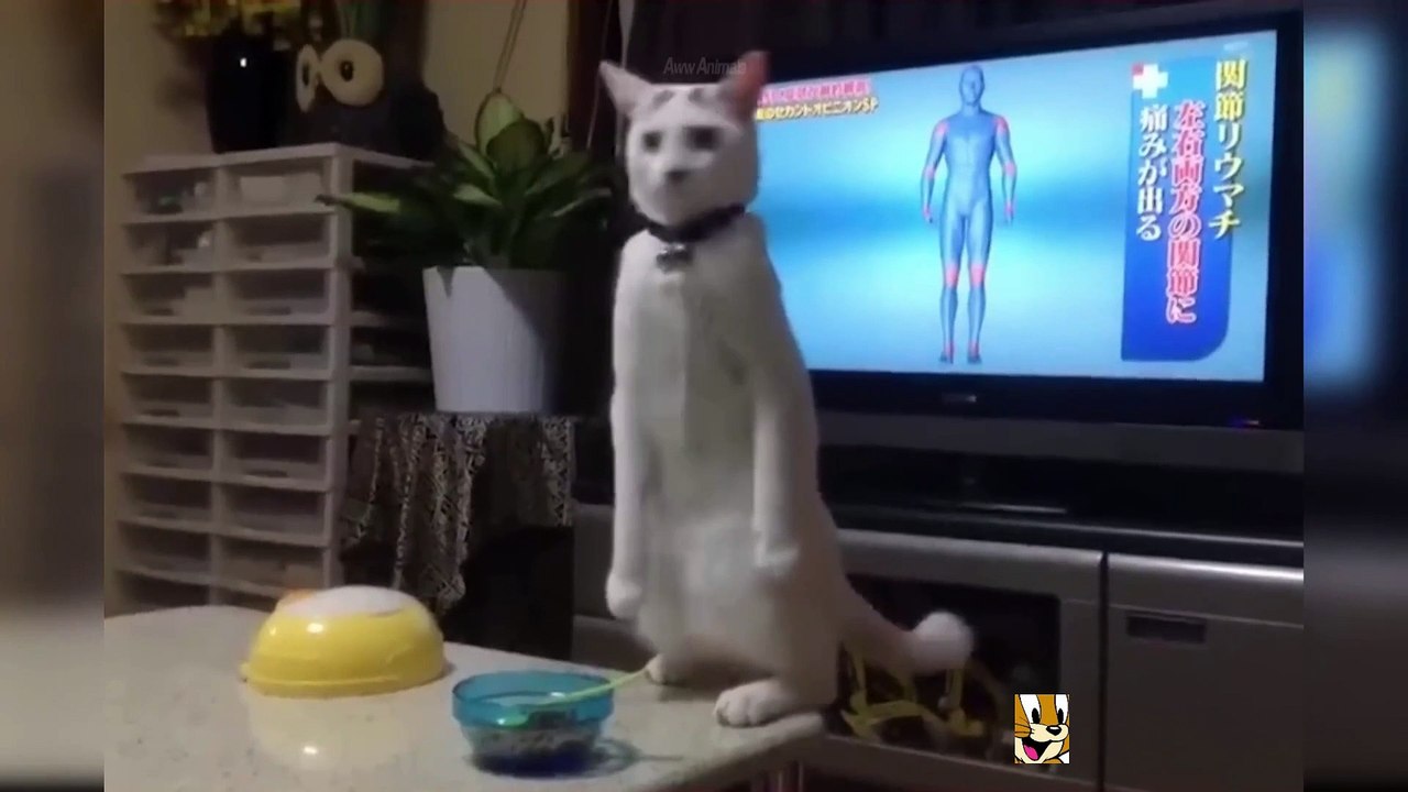 cute animals funny video |