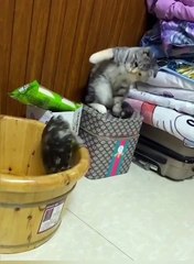 Funniest Cats and Dogs | Funny cute cat dog