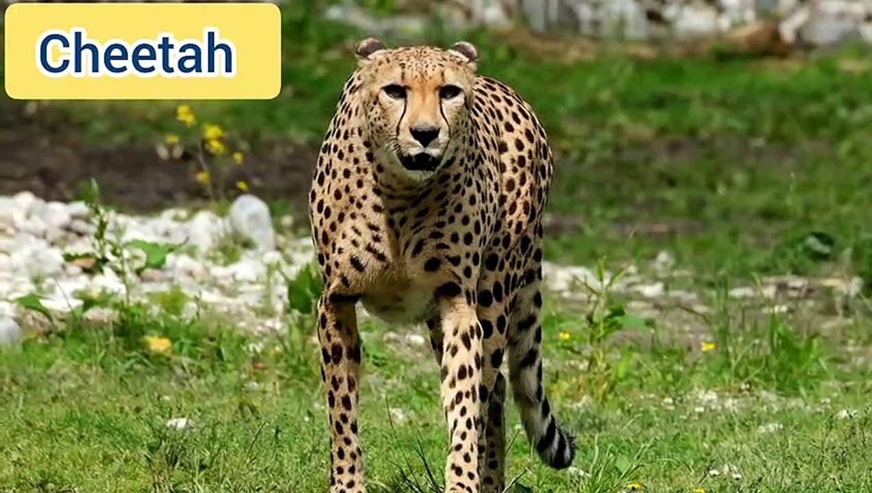 Cheetah: Pride of Incredible India