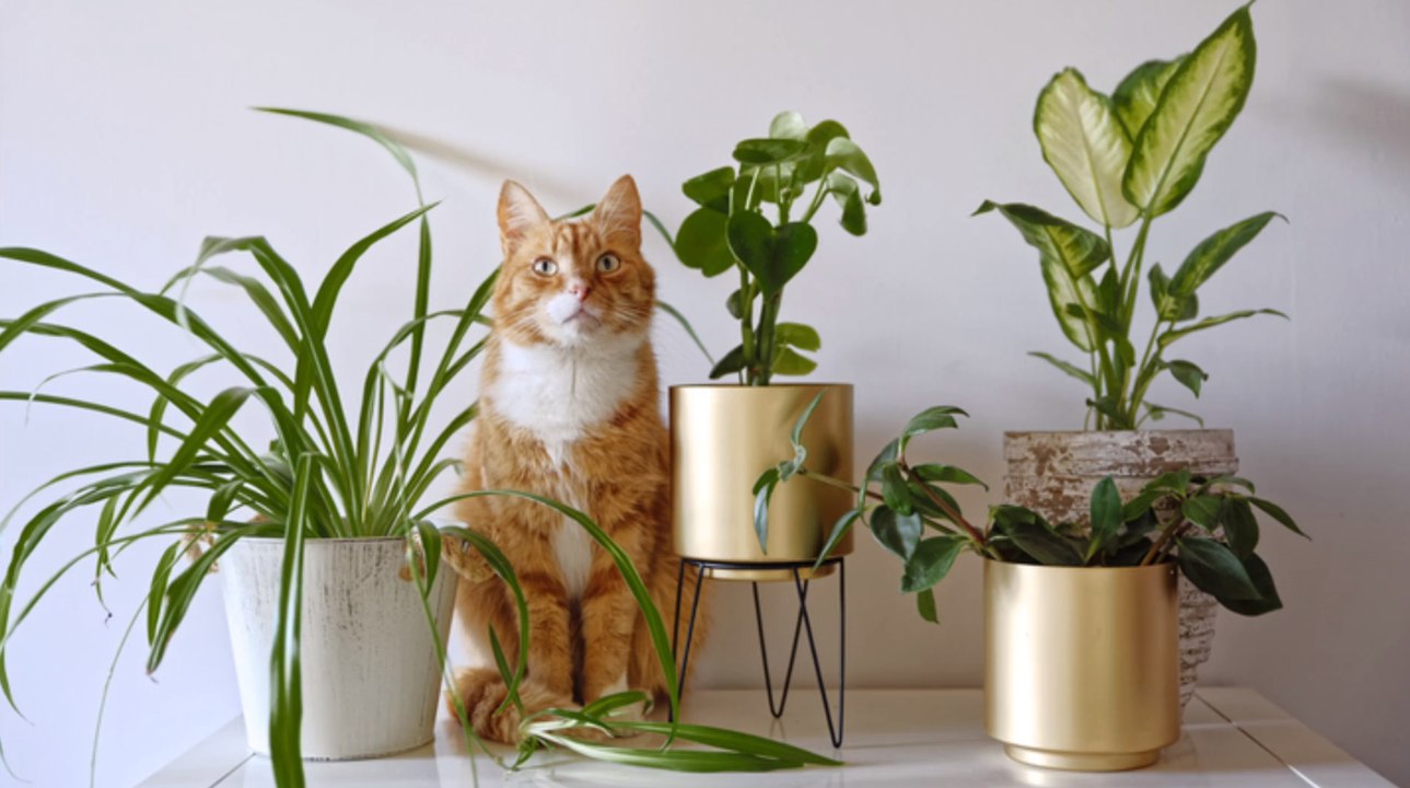 Diese Zimmerpflanzen sind besonders toxisch