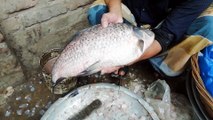 Big Fish Cutting | Skilled fish Cutter Man | traditional Fish Cutting | Everything is Fish