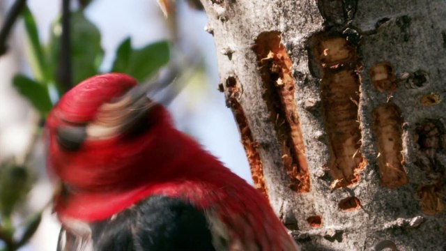 Alaska, Earth's Frozen Kingdom - S01E02 - Summer