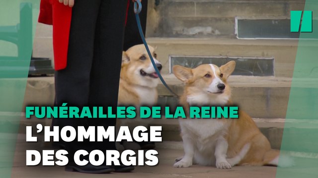 Aux funérailles d’Elizabeth II, même ses corgis étaient là