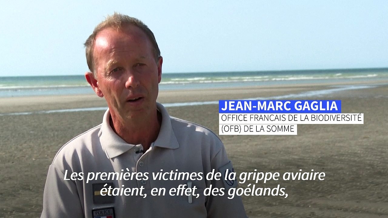 Biodiversité : goélands et Fous de Bassan, victimes sauvages d'une grippe aviaire dévastatrice