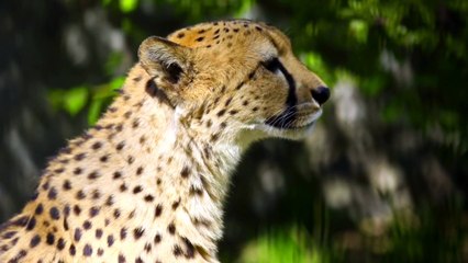 Wild life cheeta My first video