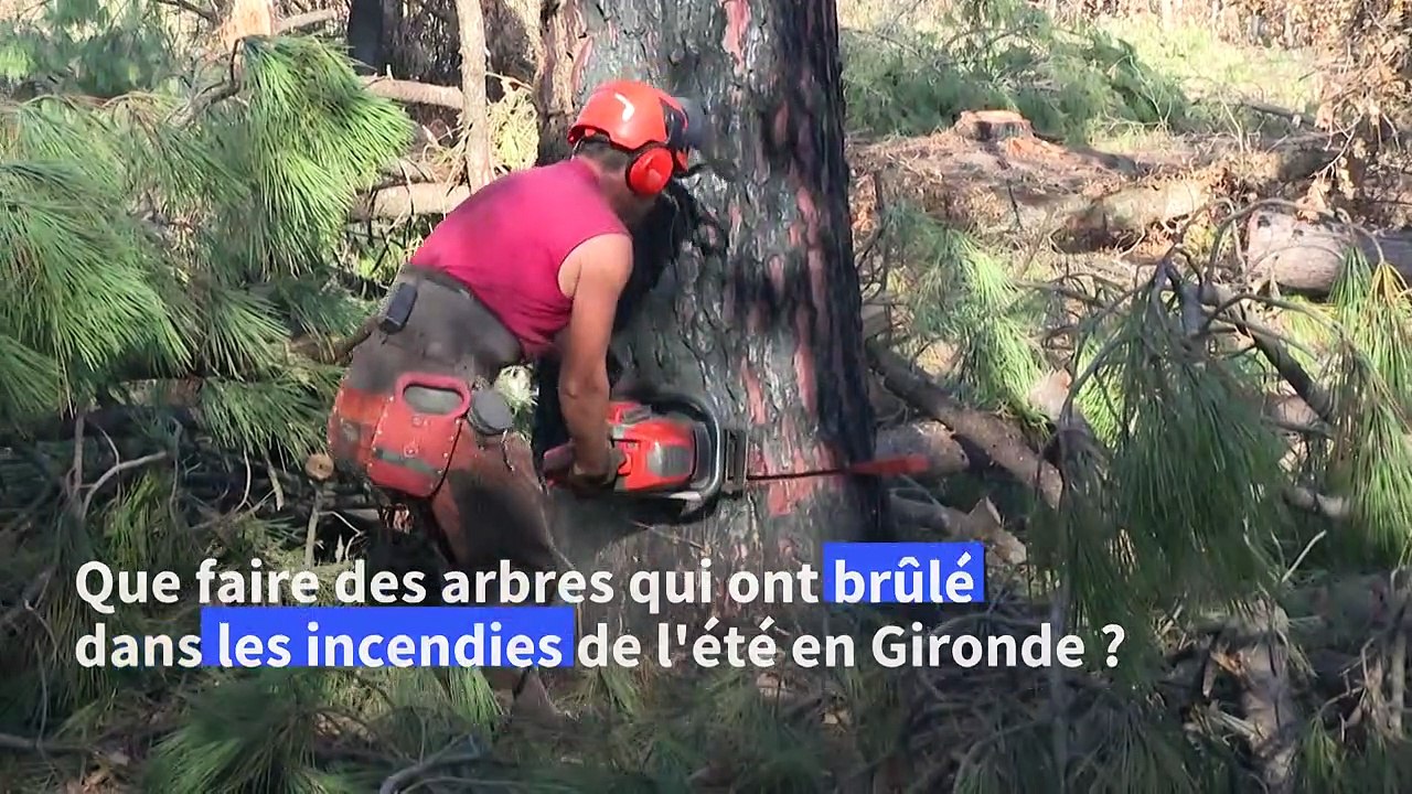 Après les incendies, le devenir incertain du bois brûlé