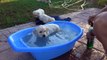Labrador _ Golden retriever puppy first bath. Dog lovers।।