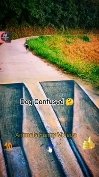 Confused Dog Videos | Dog Animals New Videos 2022 | Animals Funny Videos