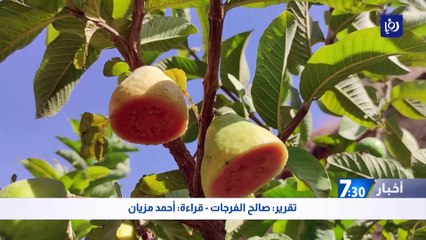 "ذهب الفاكهة".. إنتاج مميز لثمار الجوافة في إحدى مزارع لواء ناعور