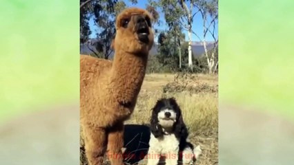 Entertainment Yourself with Funniest Animals