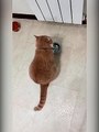 Kucing Minta Makan | funny cat