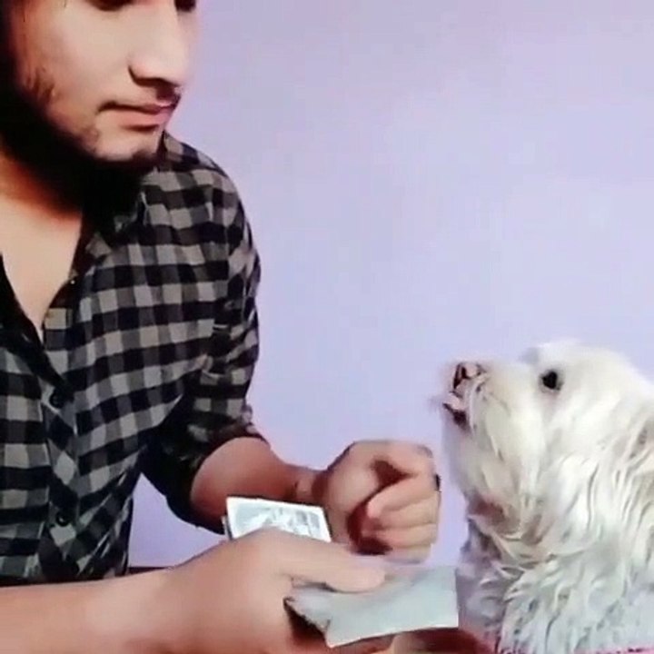 Funny video