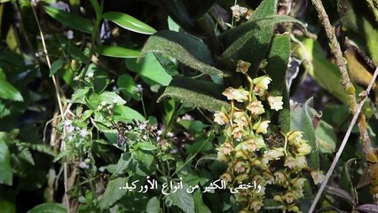 إندونيسي يحاول إنقاذ أزهار الأوركيد بعدما "خنقتها" الحمم البركانية