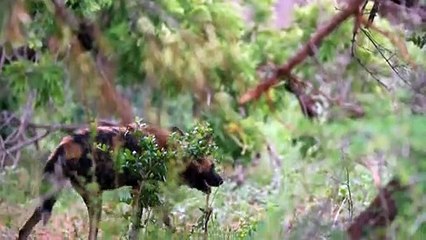 Wildes Afrika Staffel 1 Folge 6 HD Deutsch