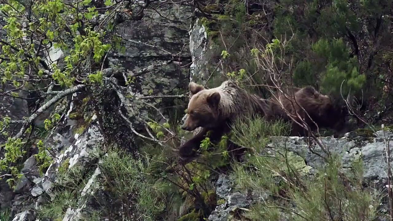 Die wilde Bergwelt Kantabriens Staffel 1 Folge 1 HD Deutsch
