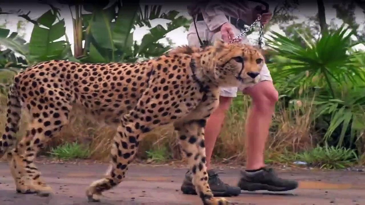 Die Irwins - Crocodile Hunter Family Staffel 1 Folge 9 HD Deutsch