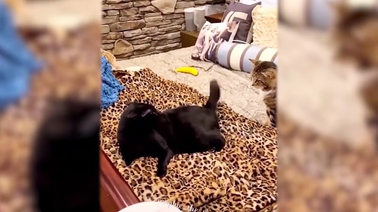 Funniest Cats and Dogs