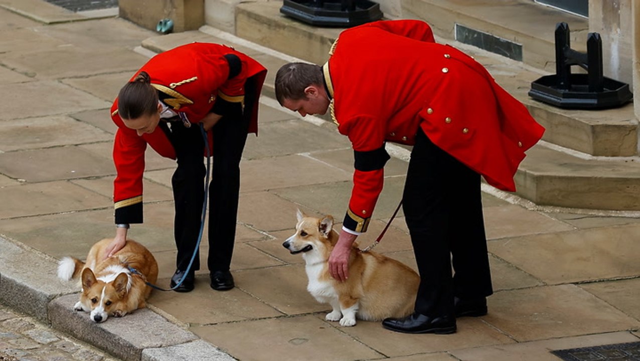 Rührende Szene: Die Corgis der Queen warten auf den Sarg