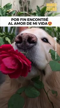 El perro romántico no exis...