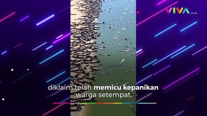 Bikin Panik Warga, Ratusan 'Buaya' Naik ke Tepi Sungai