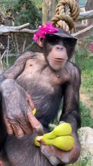 I'm a big kid now animals transformation