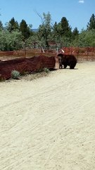 Black Bear Family Climbs Over Fence