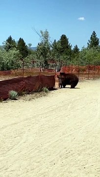 Black Bear Family Climbs Over Fence
