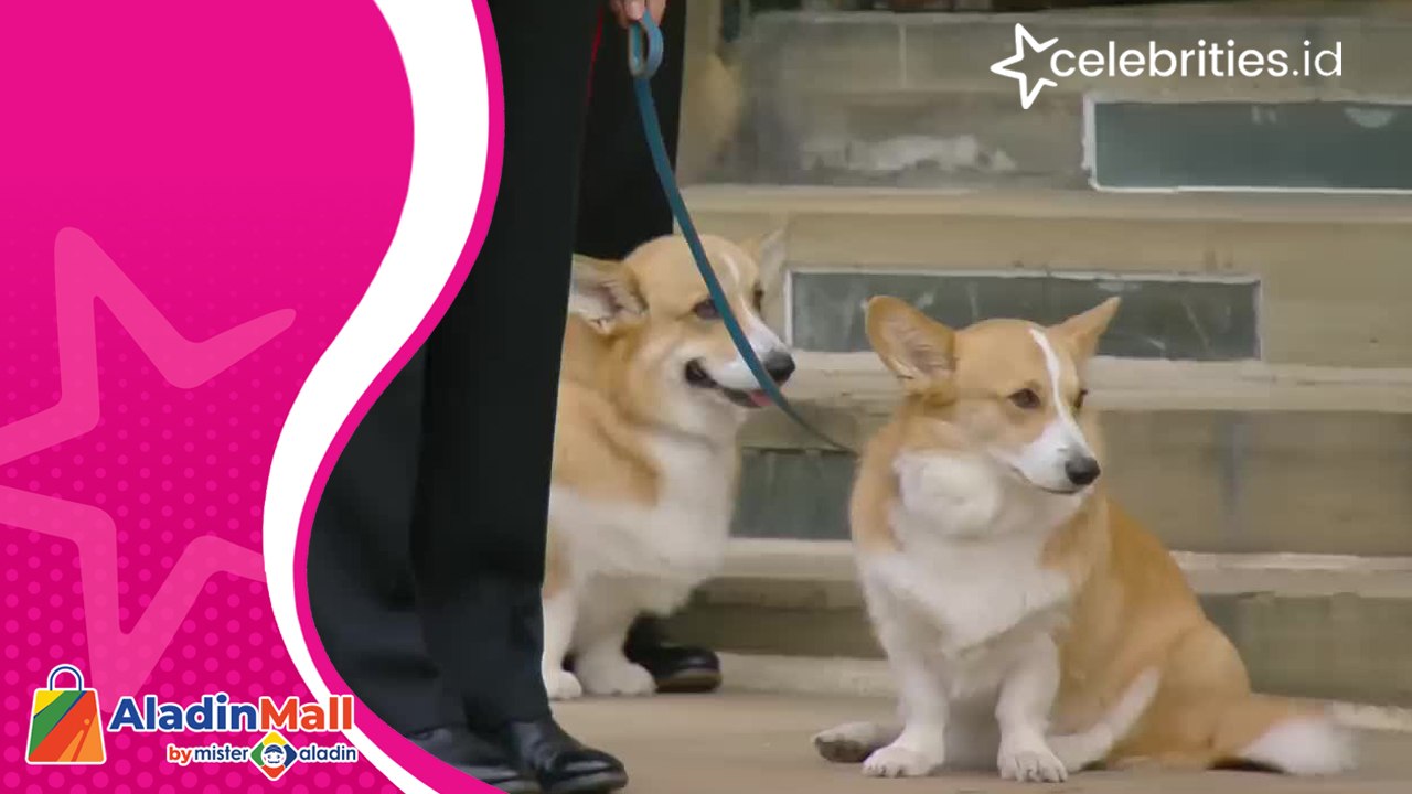 Anjing Kesayangan Ratu Elizabeth II Ikut Hadiri Pemakaman, Berikan Penghormatan Terakhir