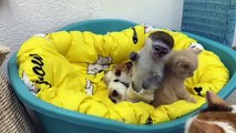 cute kittens protects by little baby monkey