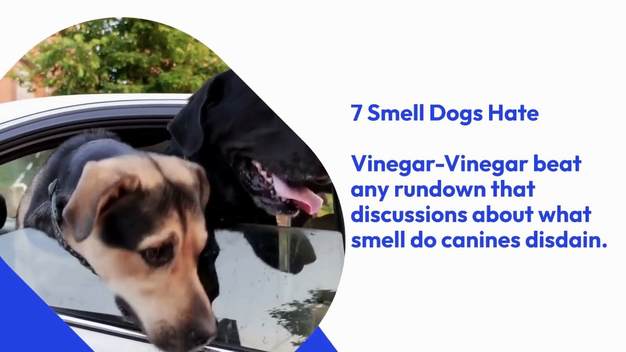 7 Smell Dogs Hate video Dailymotion