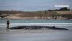 Une baleine échouée sur une plage du Finistère a été sauvée grâce à des bénévoles