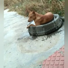 A dog relax in cool water