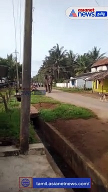 Viral video : விடிய விடிய ஊருக்குள் சுற்றிய காட்டு யானை! - பீதியடைந்த மக்கள்!