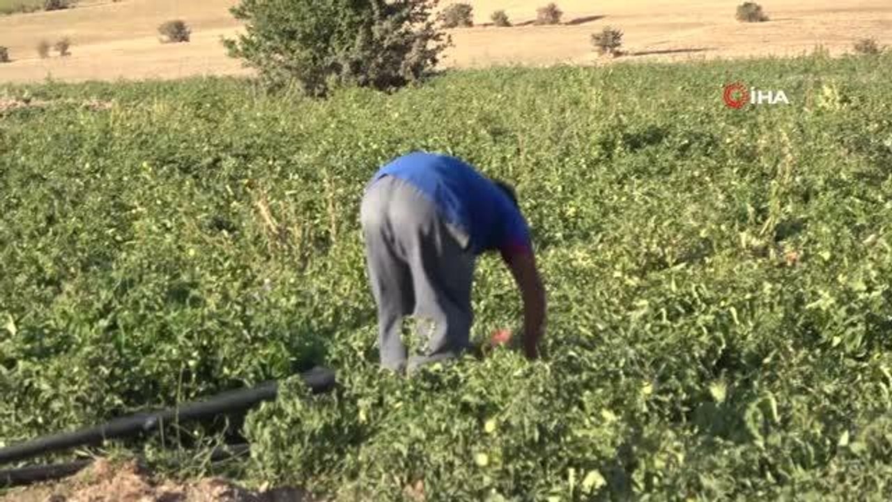 Domates hasadında verimli sezon üreticinin yüzünü güldürdü