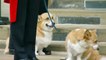 Queen’s corgis and pony wait at Windsor Castle for funeral procession