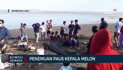 Seekor Ikan Paus Terdampar Di Jembrana