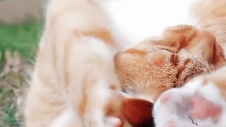 कौन कमबख्त बर्दाश्त करने को पीता है | Funny Cat Videos | Devdas Movie Dialogue