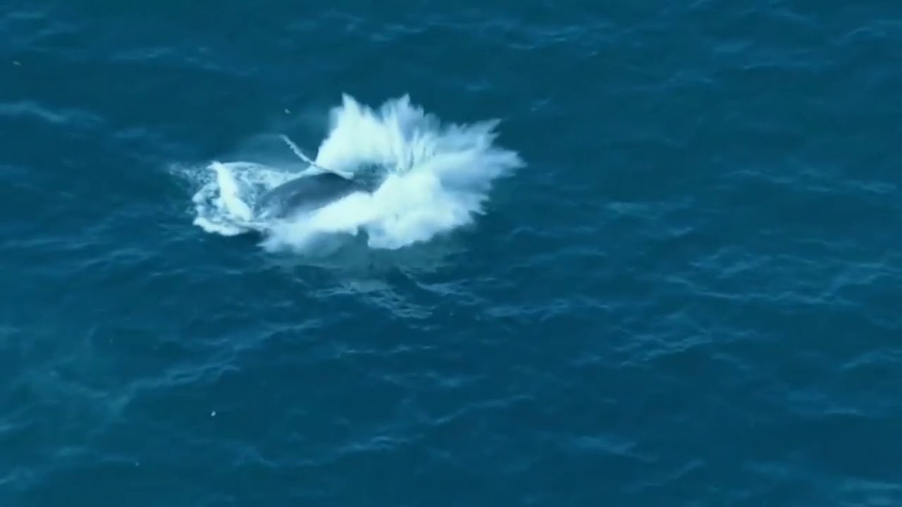 Whale fights males to protect calf