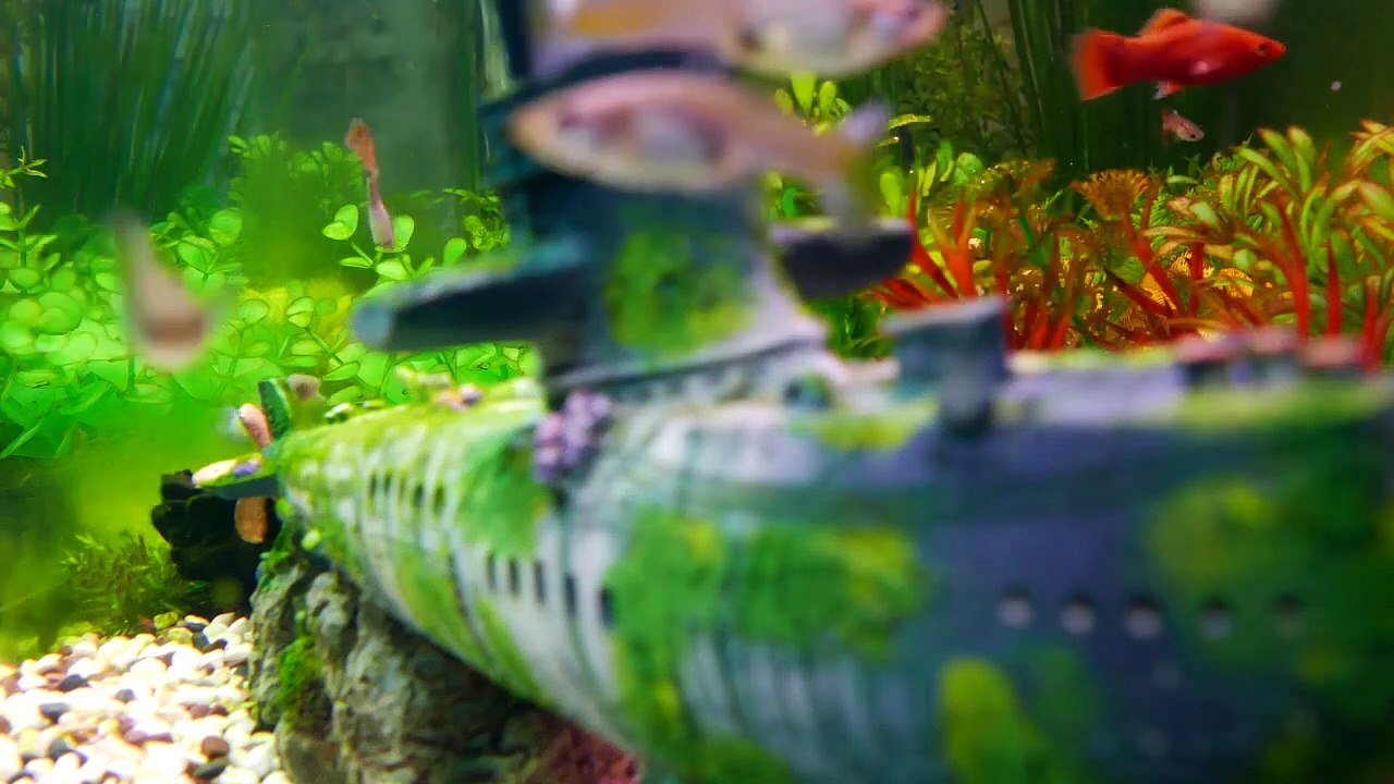 Under water _ 4k Video